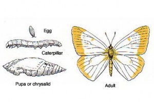 caterpillarlife